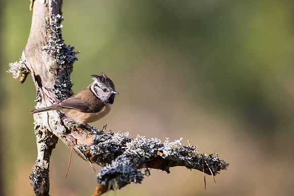Crested Tit-40