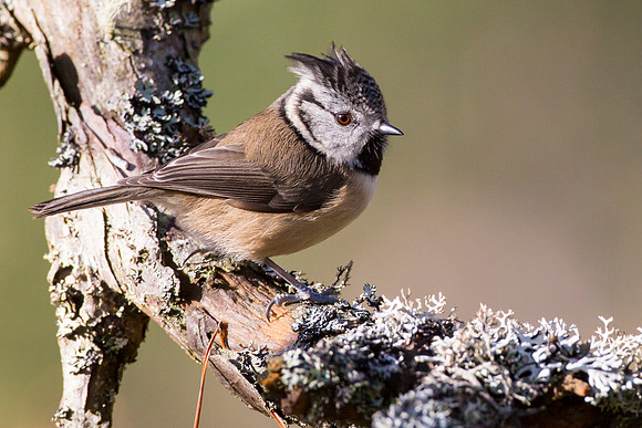 Crested Tit-41