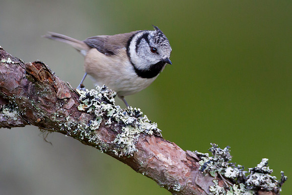 Crested Tit-23