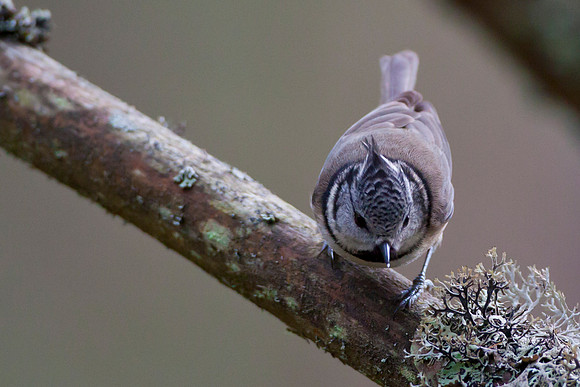 Crested Tit-24