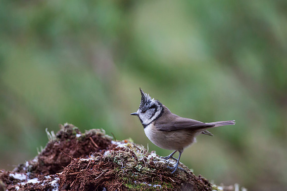 Crested Tit