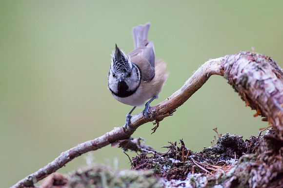 Crested Tit