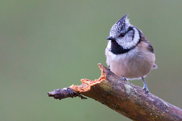 Crested Tit