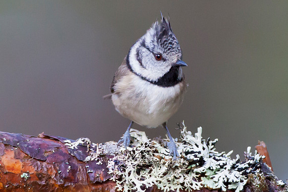 Crested Tit