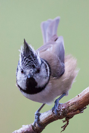 Crested Tit
