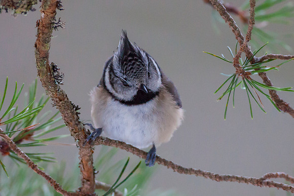 Crested Tit