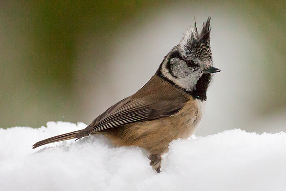 Crested Tit