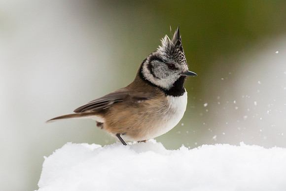 Crested Tit