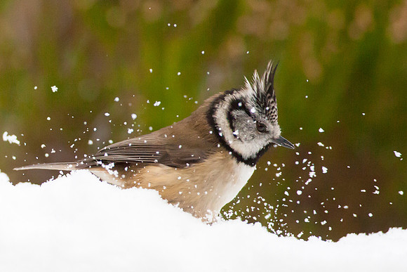Crested Tit