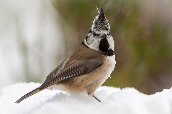 Crested Tit