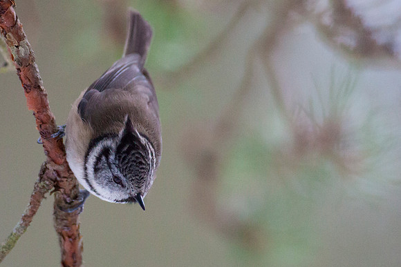 Crested Tit