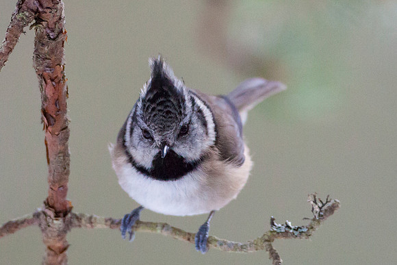 Crested Tit