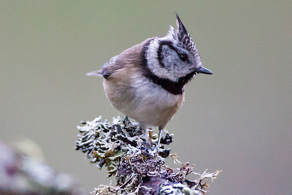 Crested Tit