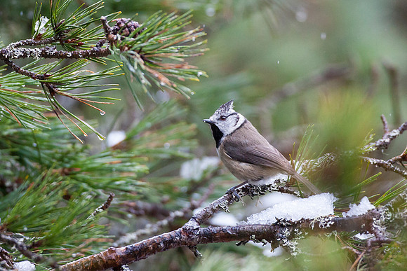 Crested Tit-38
