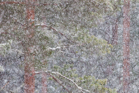 Trees in Snow-1