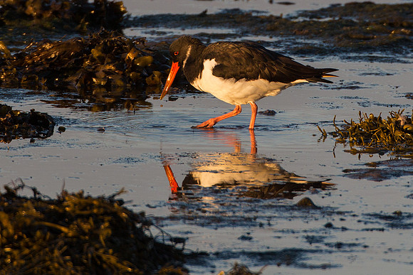 Oyster Catcher