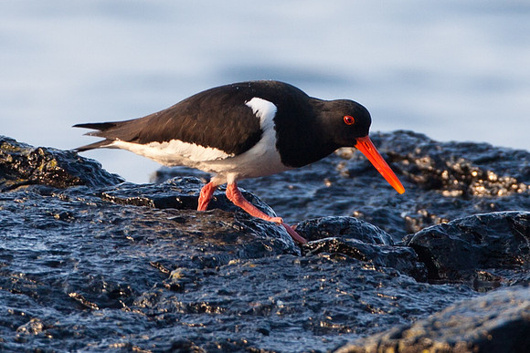 Oystercatchers-3