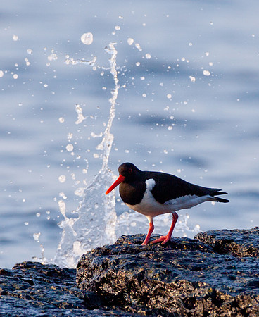 Oystercatchers-2