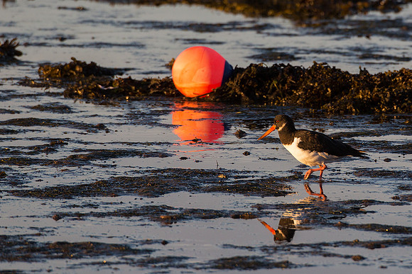 Oyster Catcher