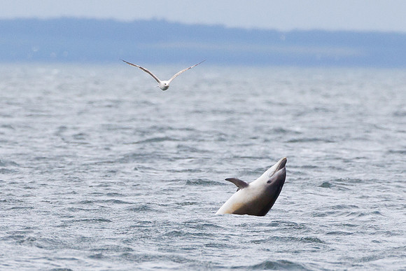 Dolphins-2