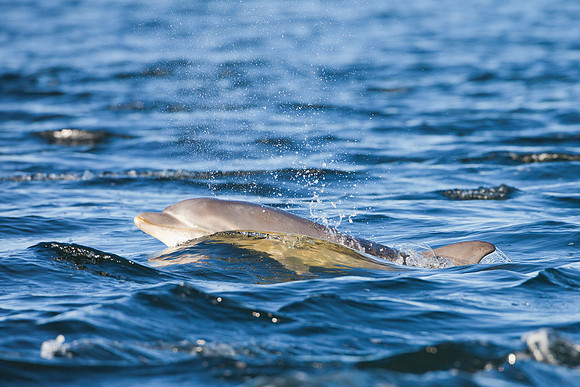 Dolphins-7