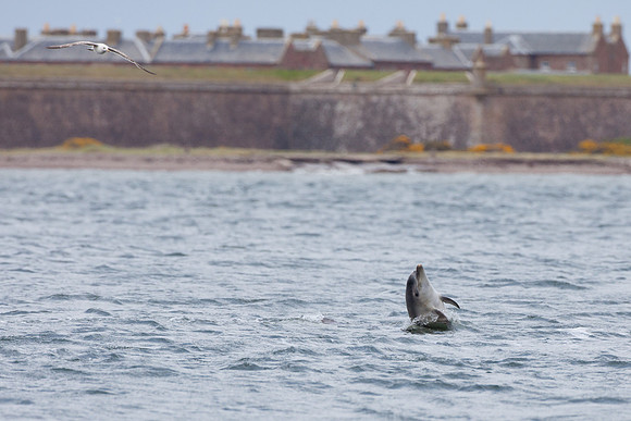 Dolphins-3