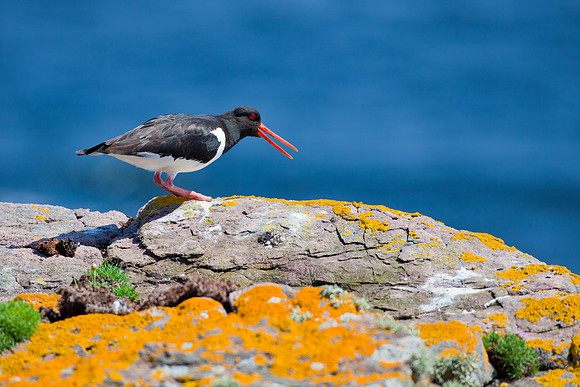 Oyster Catchers-1