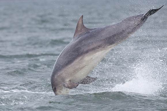 Dolphins-5