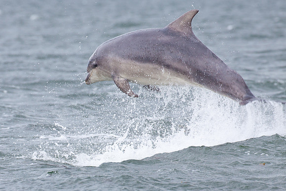 Dolphins-4