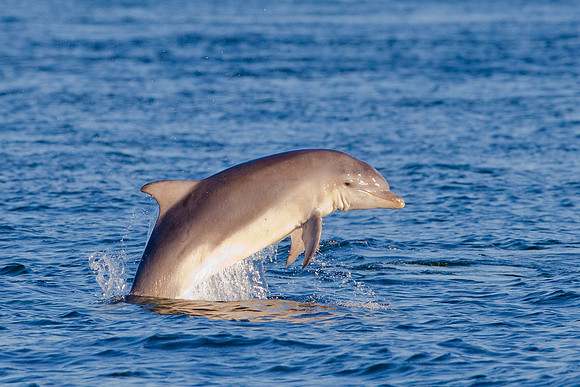 Dolphins-1