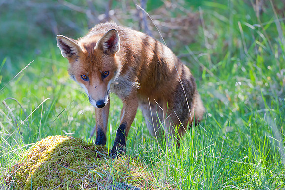 Fox-2