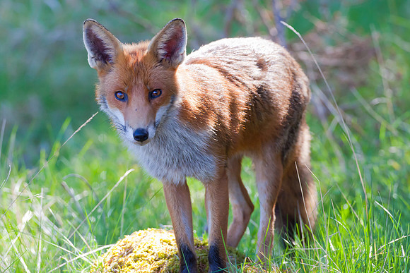 Fox-4