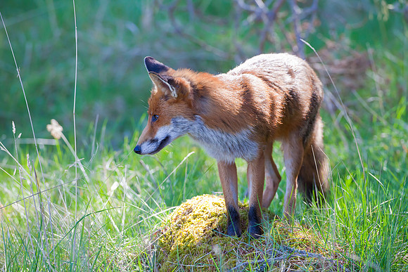 Fox-3
