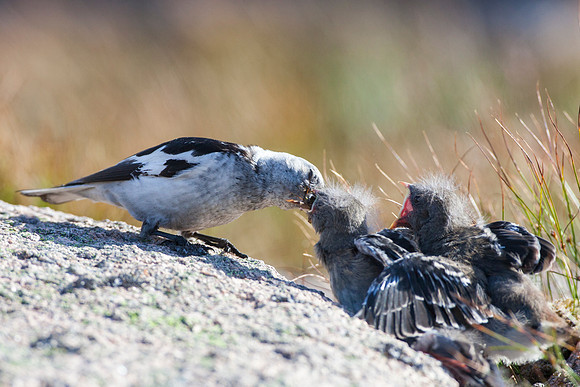 Snow Bunting-4
