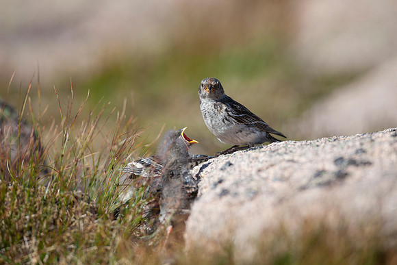 Snow Bunting-7