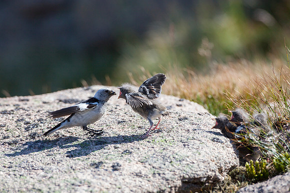 Snow Bunting-10
