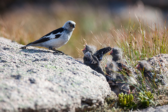 Snow Bunting-11