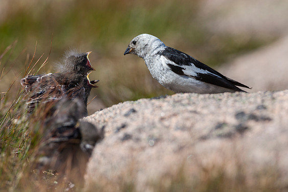 Snow Bunting-8