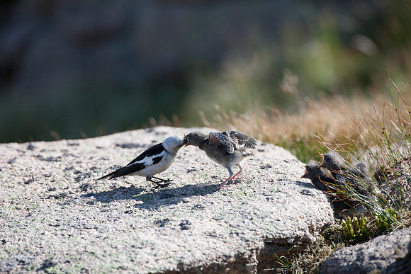 Snow Bunting-2