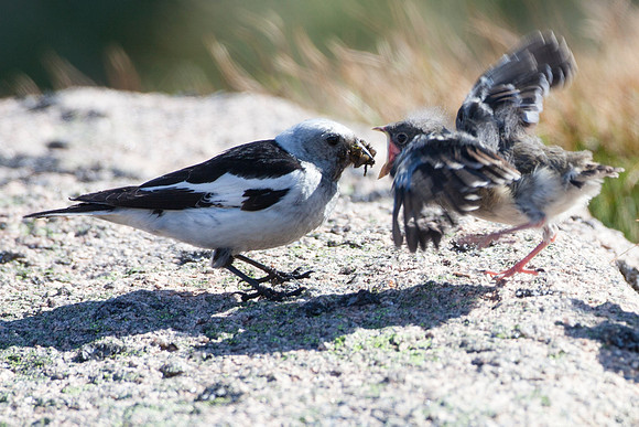 Snow Bunting-3