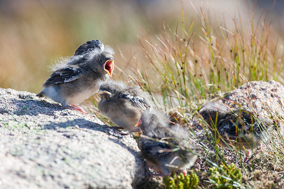 Snow Bunting-5
