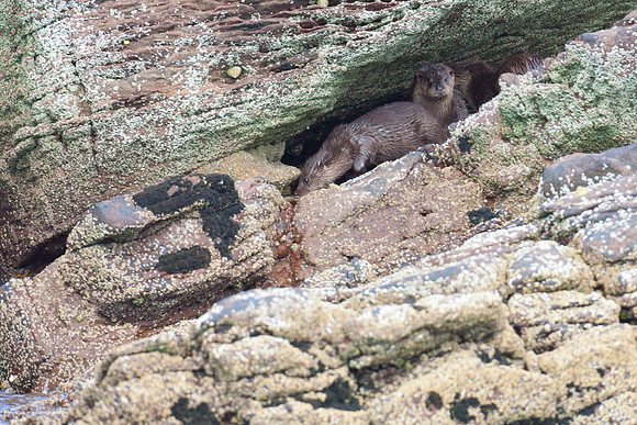 Otters-3
