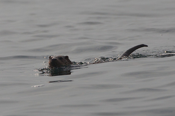 Otters-2