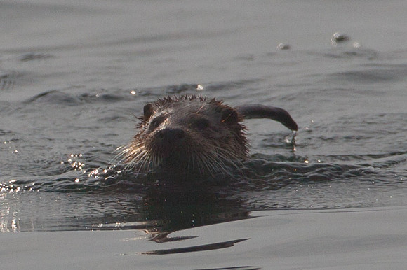 Otters-1