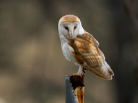 Barn Owl_DSF5848_DNG