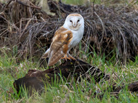 Barn Owl
