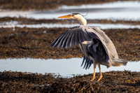 Heron-B39I7357