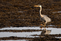 Heron-B39I7258