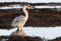 Heron-B39I7404