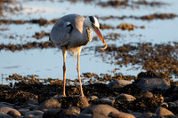 Heron-B39I7433